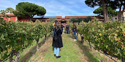 Imagem principal de Madrid Half-day Wine Tour