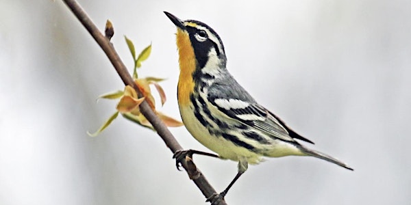 Forest Birds of the Palisades