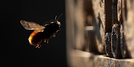 Gentle, Efficient Backyard Pollinators: Solitary Bees primary image
