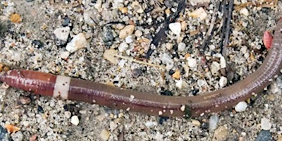 AN OPEN CAN of WORMS: What You Need to Know about Invasive Worms & Insects primary image