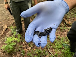 Imagen principal de Amphibian Monitoring Workshop