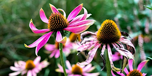 Adult Workshop: Container Gardening with Native Plants  primärbild