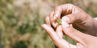 Plant Walk & Tea Meditation primary image