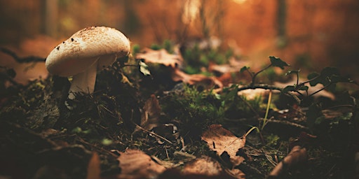 Life on the Forest Floor