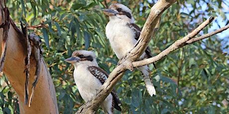 City Nature Challenge: Guided Walk with Graeme Lorimer