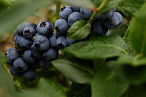 Blueberry Growers Field Day primary image