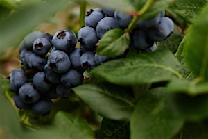 Hauptbild für Blueberry Growers Field Day