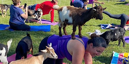 Goat yoga is at Happy Trails Farm primary image