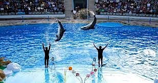 Imagem principal de The event of watching dolphins perform is extremely special