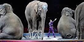 The elephant circus performance was extremely special  primärbild