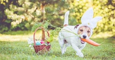 Hauptbild für Chasse aux os de Pâque