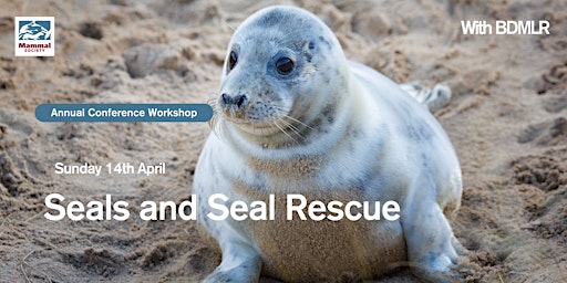 Imagem principal do evento Seals and Seal Rescue