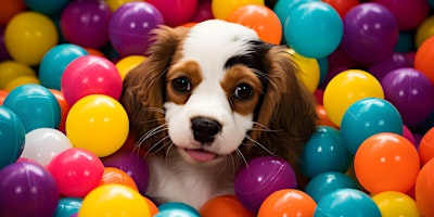 Hauptbild für Spaniel Dog Event New Malden, Surrey/Greater London
