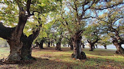 A walk and talk in the ancient woodlands of Staverton Park