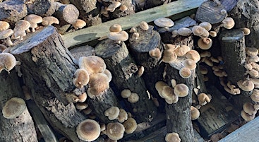 Image principale de Grow Your Own Mushrooms Workshop