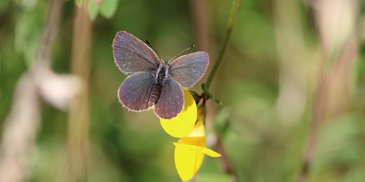 Hauptbild für Butterfly Walk at Langley Vale Wood