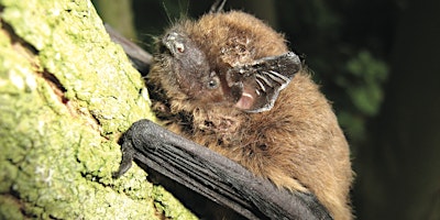 Hauptbild für North Cave Bat Walk