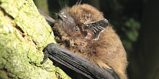 Imagem principal de North Cave Bat Walk