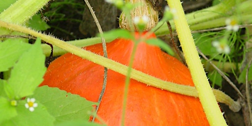 Blattfall und Fruchtreife primary image