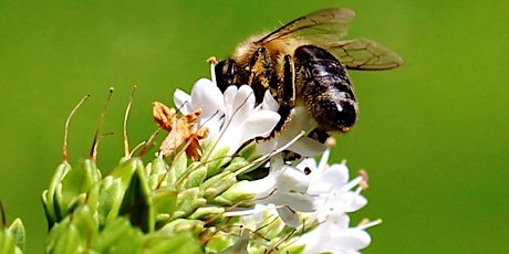 Marche contée pour les abeilles (journée mondiale des abeilles)