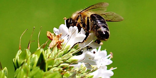 Imagem principal do evento Marche contée pour les abeilles (journée mondiale des abeilles)