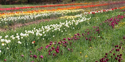 Image principale de Pick Your Own (PYO) Tulips