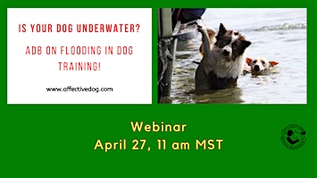 Imagem principal do evento Is your dog underwater? ADB on flooding in dog training