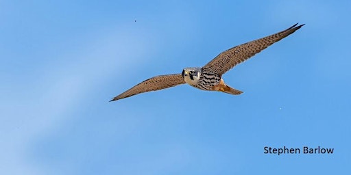 Primaire afbeelding van Birds of the Mosses