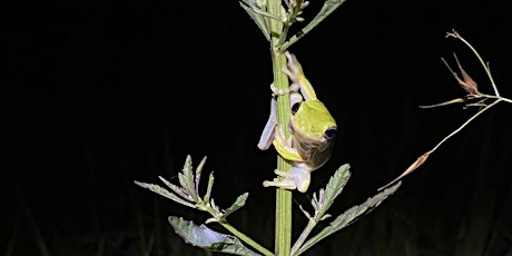 CREW Earth Day After Hours: Exploring the Nocturnal World  primärbild