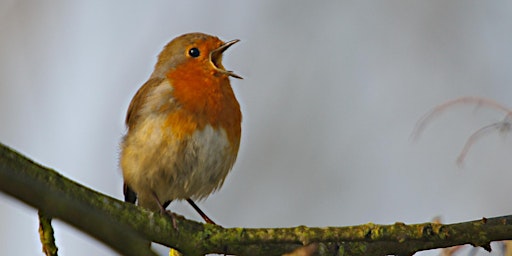 Dreamy Dawn Chorus with Dot primary image