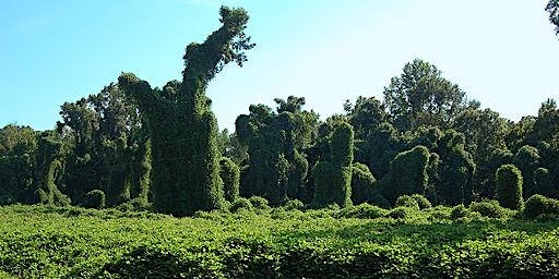 Invasive Plants of the Piedmont primary image