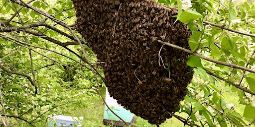 April Beekeeping Meeting primary image