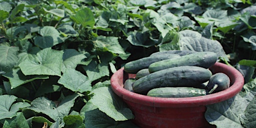 Hauptbild für Sustainable Vegetable Gardens