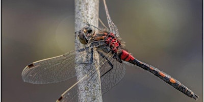 Wildlife Photography primary image