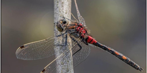 Primaire afbeelding van Wildlife Photography