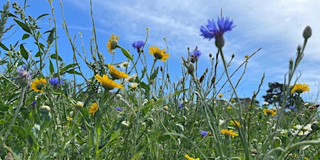 Back To Nature - Wildflowers at Slades Farm