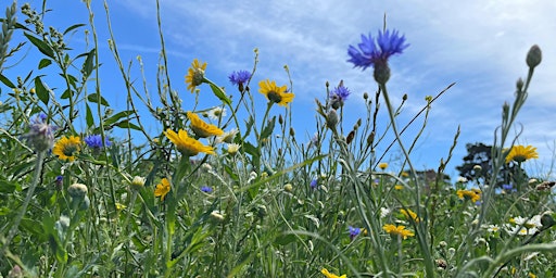 Primaire afbeelding van Back To Nature - Wildflowers at Slades Farm