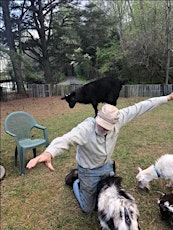 Goats, Alpacas and Pigs Play