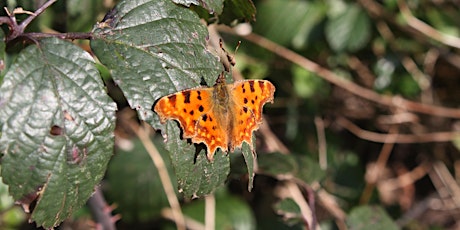 Spring Family Workshop - Butterflies and Bees primary image