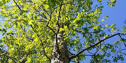 Tree Identification and Health primary image