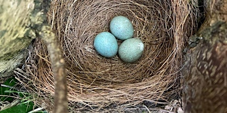 Spring Family Workshop - Nests and Eggs primary image