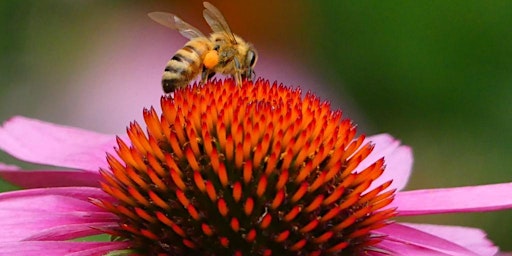 Primaire afbeelding van Gardening for Pollinators
