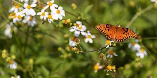 Image principale de 5-21-2024  Pollinators in Our Gardens