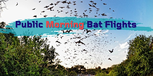 2024 Public Morning Flight Returns at Bracken Cave Preserve  primärbild