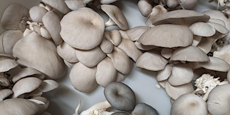 Mushrooms & Mimosas primary image
