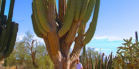 On Growth and Form: Ecology and Evolution of Columnar Cacti