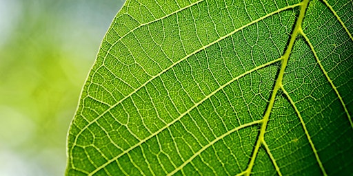 Hauptbild für Noticing Nature: Plant Prints