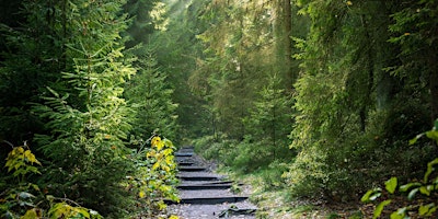 Forest Bathing primary image