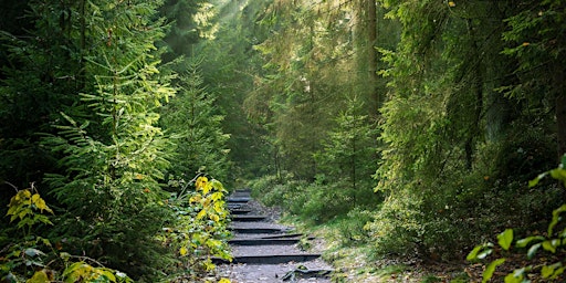 Primaire afbeelding van Forest Bathing