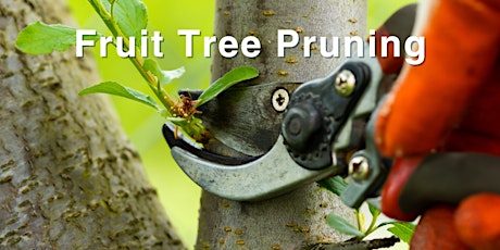 Fruit Tree Pruning Workshop primary image